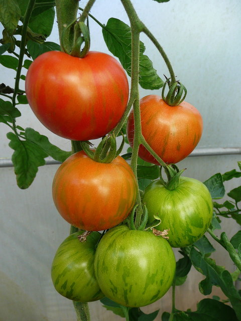 עגבניה צילום Jonathan Billinger ויקיפדיה